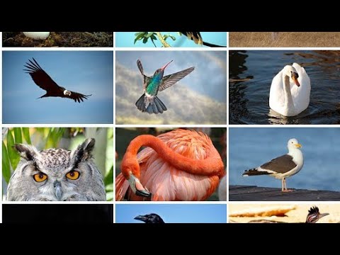 Видео: құстар класы
