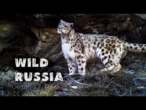 Видео: Алтай. Земля снежного барса. Дикая Сибирь. Архар. Кабарга. Кот манул. Волк. Медведь.