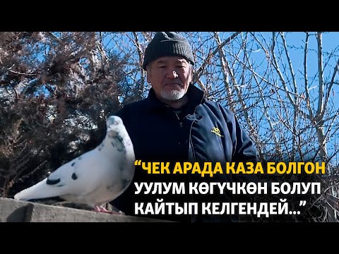 Видео: “Чек арада каза болгон уулум көгүчкөн болуп кайтып келгендей...”