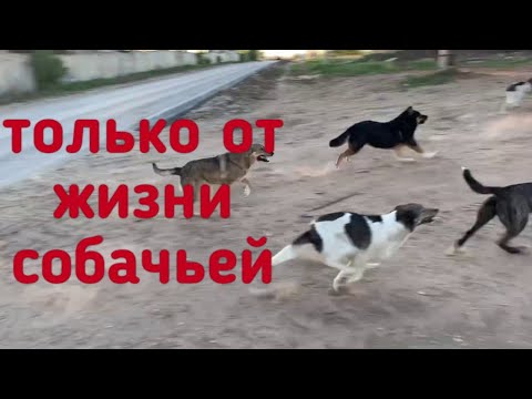 Видео: Делаем отлов. Ухаживаем за теми, кто в приюте