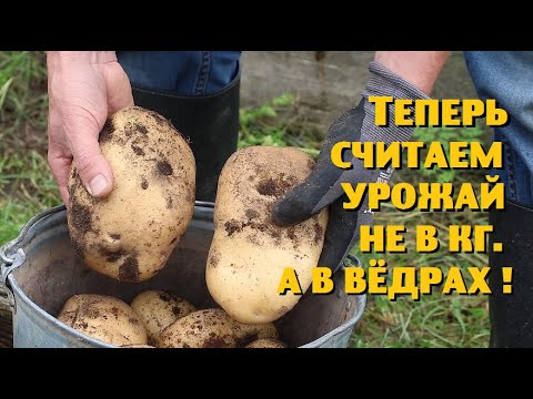 Видео: И СНОВА РЕКОРДНЫЙ УРОЖАЙ КАРТОФЕЛЯ В ГРЯДАХ!