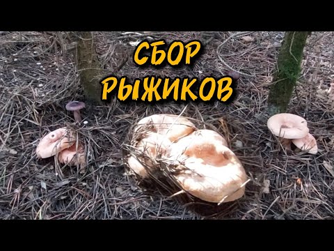 Видео: Сбор рыжиков 06.09.2025 года