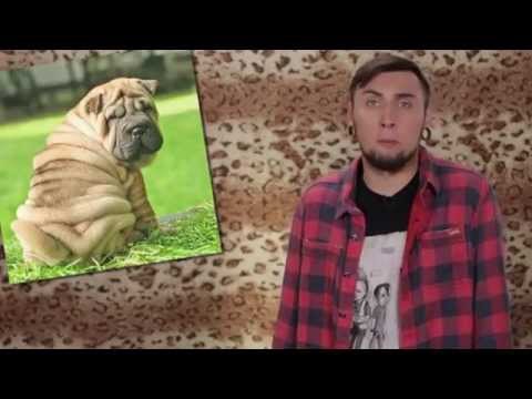 Видео: +100500 на ТВ - 106 выпуск