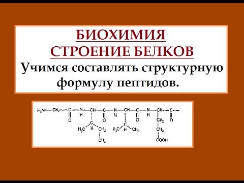 Видео: Биохимия. Белки. Строим полипептидную цепь.