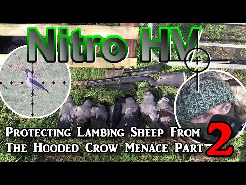 Видео: Nitro HV защищает ягнёнка от нападения серых ворон. Часть 2