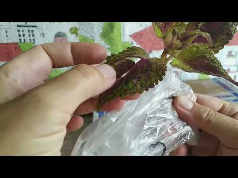 Видео: ПОЛНАЯ ПОСЫЛКА С КОЛЕУСАМИ/БОЛЬШЕ 20 СОРТОВ