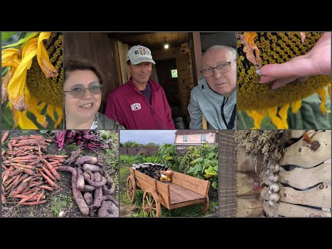 Видео: Хотела только Ботву для Чая!!! Дары от Андрея !!!