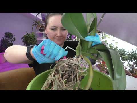 Видео: Почему пришлось срезать шикарный цветонос / Пересадка орхидеи
