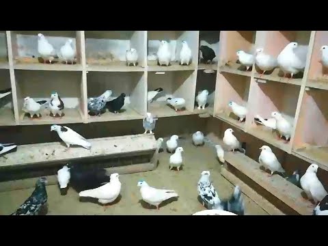 Видео: Голуби Виктора. Бойные Высоколётные Голуби. город Армавир. Victor's pigeons
