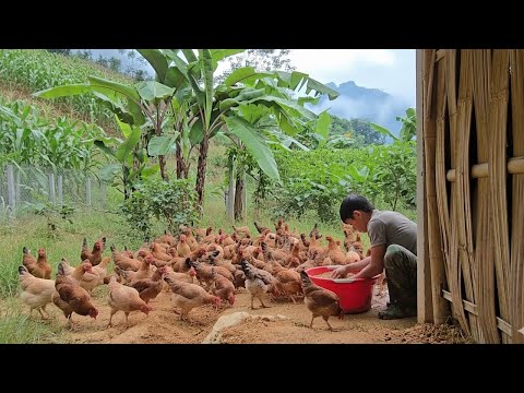 Видео: Думая, что это просто решетка для тыквы, Ха неожиданно превратил ее в «крутой домик» для кур.