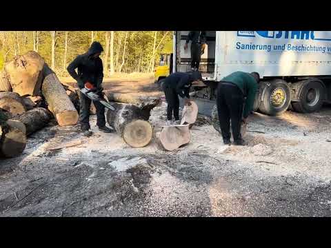 Видео: Трійки ясена дуже Огромні 😳😳😳 STIHL MS 462 C-M 💪💪💪