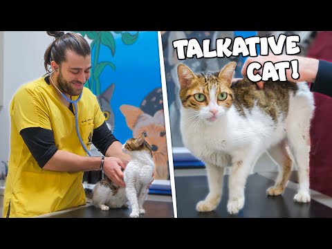 Видео: Исцеление больной бродячей кошки! (Ласковая и разговорчивая кошка издает звуки, как голубь!)