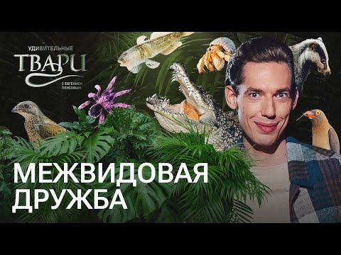 Видео: Дружба крокодила и птицы, змея-домработница и спонсор муравьев // Удивительные твари