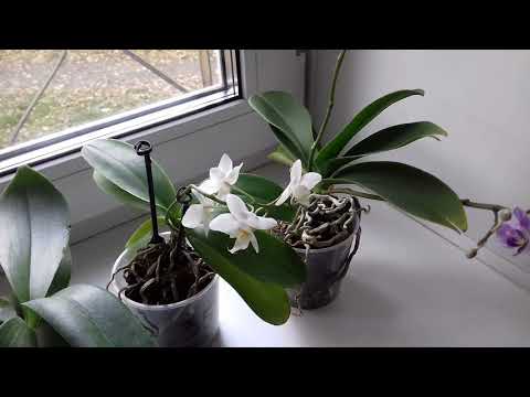 Видео: 113. Цветы. Посадки в LECHUZA, орхидеи.
