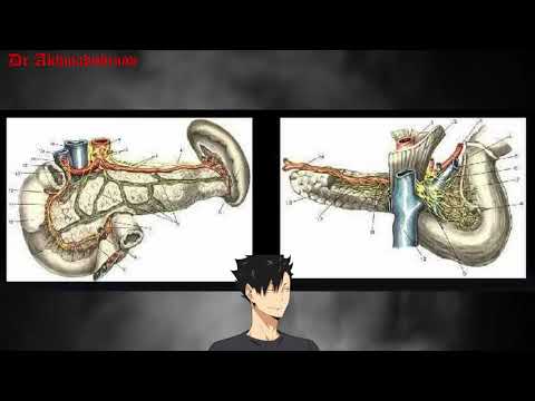 Видео: Поджелудочная железа