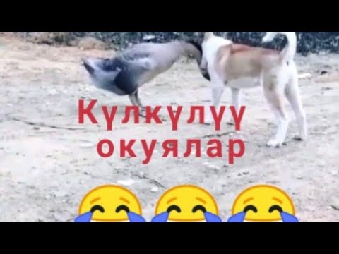 Видео: Күлкүлүү видеолор.