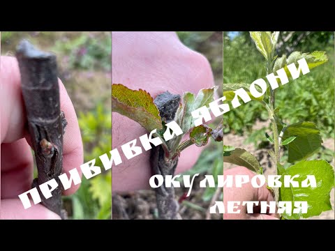 Видео: [Прививка растений]. Прививка яблони. Окулировка летняя. Результат прививки.