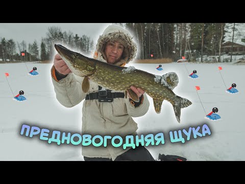 Видео: Расставили плотно жерлицы. ЩУКИ НЕ ДАЮТ ПОЛОВИТЬ ОКУНЯ. Сезон 2021 закрыт.