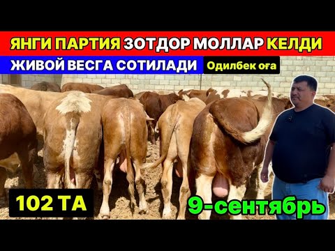 Видео: ЯНГИ ПАРТИЯ ЗОТДОР МОЛЛАР КЕЛДИ ЖИВОЙ ВЕСИГА СОТИЛАДИ БЕРУНИЙ ОДИЛБЕК ОҒА 9-сентября 2025 г.