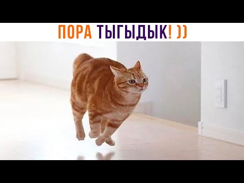 Видео: ПОРА ТЫГЫДЫК! ))) | Приколы с котами | Мемозг 1353