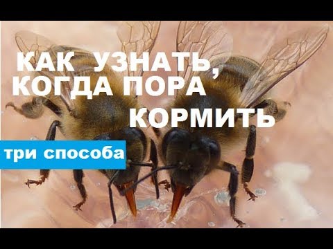 Видео: Признаки того, что пора кормить пчёл зимой. Спасайте пчёл!!!