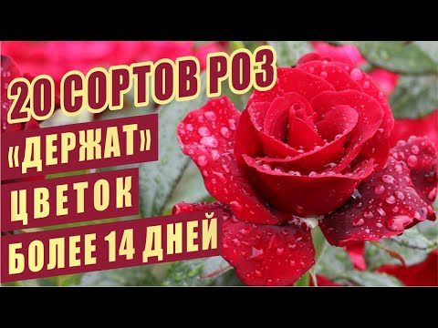 Видео: "ДЕРЖАТ" ЦВЕТОК БОЛЕЕ 14 ДНЕЙ. 20 сортов роз. HOLDS THE FLOWER MORE THAN 14 DAYS. 20 roses varieties