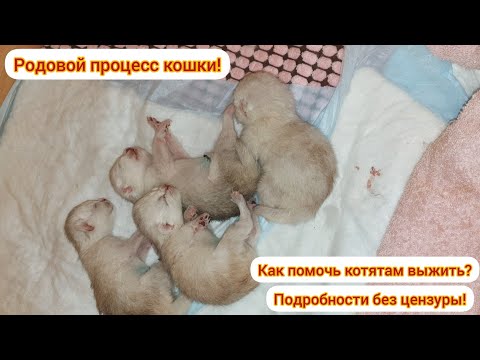 Видео: Родовой процесс кошки (без цензуры)! После просмотра Вам будет не страшно!