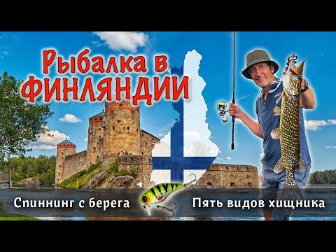 Видео: Крутой СПИННИНГ с берега! Пять видов хищника из озера Саймаа | Успешная рыбалка в ФИНЛЯНДИИ