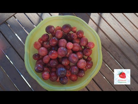 Видео: Первый урожай клюквы в Ягодном Подворье