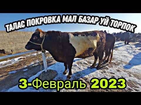 Видео: Талас Покровка мал базар уй торпок 3-Февраль 2023