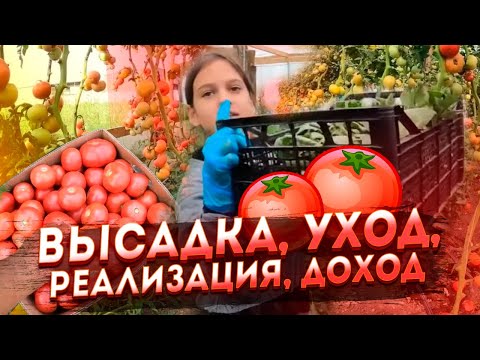 Видео: Сколько заработал на томате за сезон? Посадка, Уход, Реализация, Деньги.