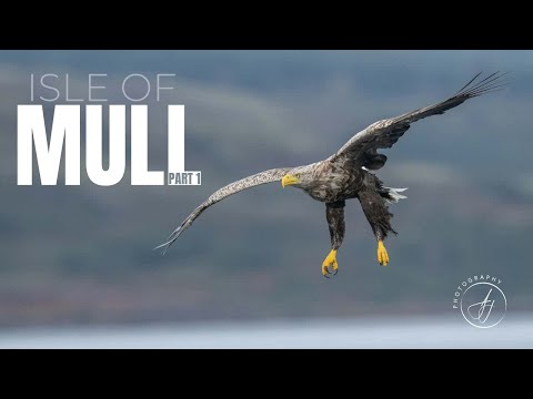 Видео: Фотографии дикой природы на Малле || Орлы и выдры || Часть 1 || 4K