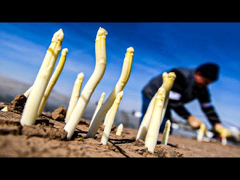 Видео: Как фермеры выращивают миллионы спаржи и собирают урожай - Технология выращивания спаржи