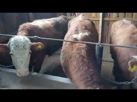 Видео: Арпамен бұқа жемдиміз