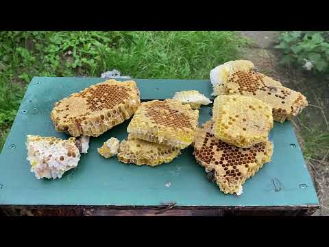Видео: Случай с пчелами на пасеке 2