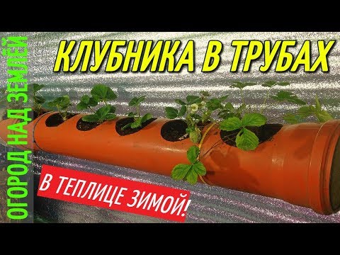 Видео: КЛУБНИКА 🍓 В ТРУБАХ В ТЕПЛИЦЕ ЗИМОЙ.