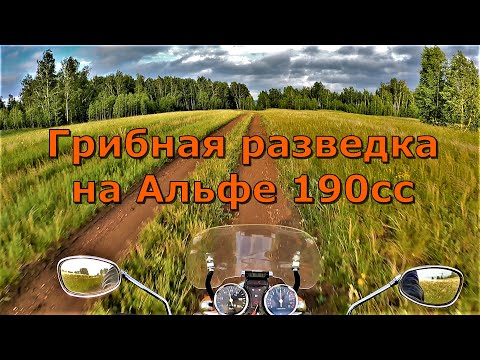 Видео: Грибная разведка на Альфе 190сс