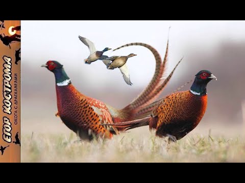 Видео: Охота на фазана и утку: болотный лунь успел первым!