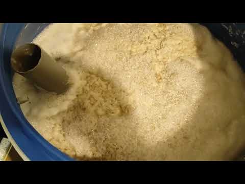 Видео: Картофель на дрожжах кодзи ангел. Что-то пошло не так.