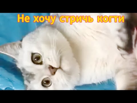 Видео: Тимати продолжает помогать!