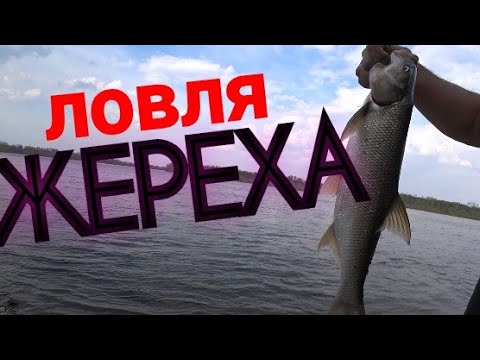 Видео: Рыбалка на Резинку на Дону!! Ловля жереха весной на червя!!