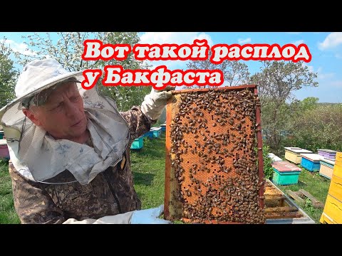 Видео: КАК РАЗВИВАЮТСЯ ПЧЁЛЫ В УЛЬЕ ППУ от БИНЕНХАУСА, СМЕНА КОРПУСОВ С ПОДСТАВКОЙ МАГАЗИНА