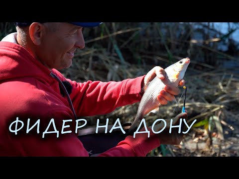 Видео: Работает ТОЛЬКО кукуруза! Ловля на фидер на реке Дон