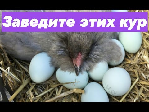 Видео: ЗОЛОТЫЕ КУРЫ НАХОДКА ДЛЯ ПТИЦЕВОДА ПОРОДА АМЕРАУКАНА