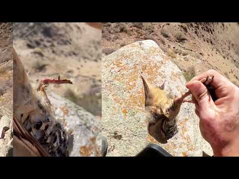 Видео: КЕКИЛИККЕ АҢЧЫЛЫК / ТАЛАС / 2021-ж