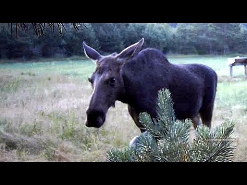 Видео: О лосях и солонцах. Старый охотник делится опытом