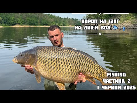 Видео: Короп на 13кг на дикій воді. Трофейні коропи на крючках. #carpfishing #bigfish #рибалка #відпочинок