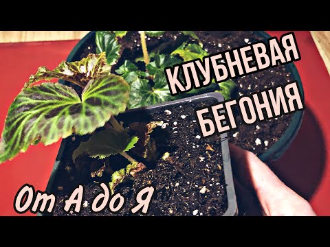 Видео: Клубневая бегония от пробуждения до посадки на ПМЖ! Подробно!