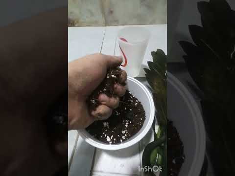 Видео: Чёрный Равен. Результаты укоренения в воде. Замиокулькас. посадка после укоренение 