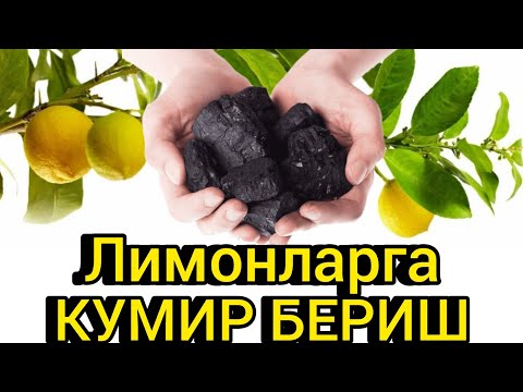 Видео: Лимонларни кумир билан угитлаш...